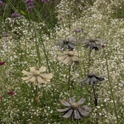 Helenium Flower Stake -KANG Plants Shop pr2000028383 card5 lg