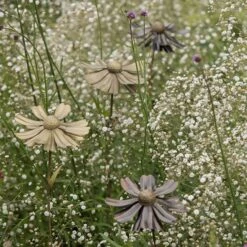 Helenium Flower Stake -KANG Plants Shop pr2000028383 card6 lg