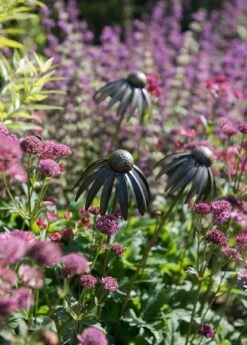 Echinacea Plant Stake - Antique Pewter -KANG Plants Shop pr2000028412 card3 lg