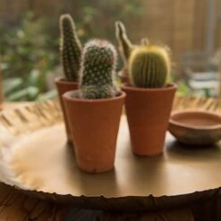 Brass Tray -KANG Plants Shop pr2000028422 card4 lg