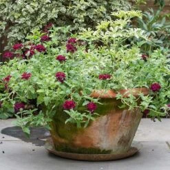 Brass Tray -KANG Plants Shop pr2000028422 card6 lg