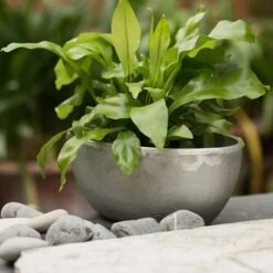 Rough Cast Aluminium Bowl -KANG Plants Shop pr2000028424 card10 lg