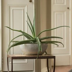 Rough Cast Aluminium Bowl -KANG Plants Shop pr2000028424 card2 lg