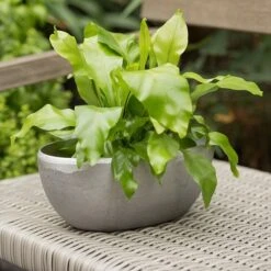 Rough Cast Aluminium Bowl -KANG Plants Shop pr2000028424 card7 lg