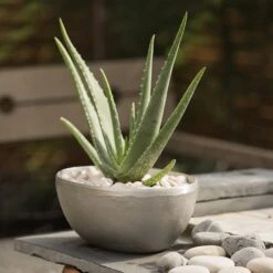 Rough Cast Aluminium Bowl -KANG Plants Shop pr2000028424 card8 lg