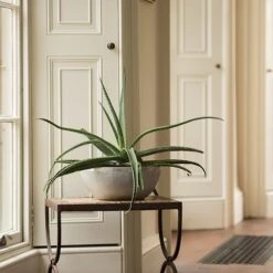 Rough Cast Aluminium Bowl -KANG Plants Shop pr2000028424 card9 lg