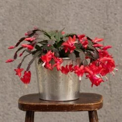 Hand Etched Aluminium Planter 21 Hand Etched Aluminium Planter -KANG Plants Shop pr2000028556 card10 lg