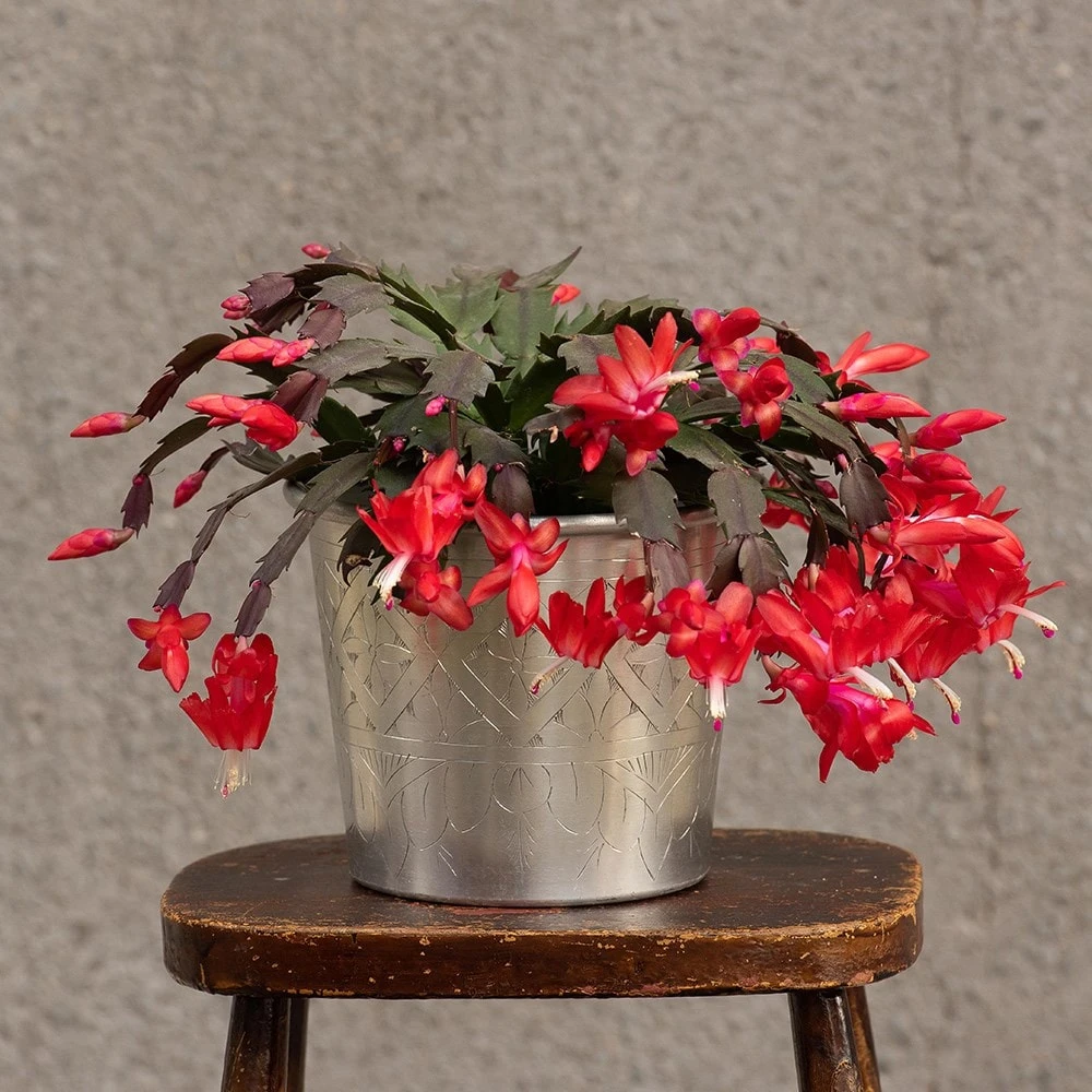 Hand Etched Aluminium Planter 12 Hand Etched Aluminium Planter - Image 10