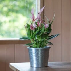 Hand Etched Aluminium Planter 13 Hand Etched Aluminium Planter -KANG Plants Shop pr2000028556 card2 lg