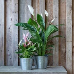 Hand Etched Aluminium Planter 14 Hand Etched Aluminium Planter -KANG Plants Shop pr2000028556 card3 lg