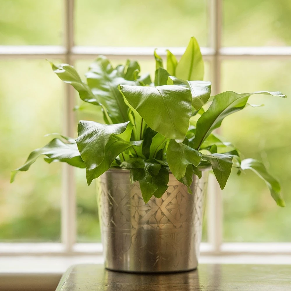 Hand Etched Aluminium Planter 10 Hand Etched Aluminium Planter - Image 8