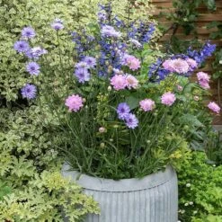 Zinc Dolly Tub Planter -KANG Plants Shop pr2000028721 card4 lg