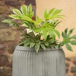 Zinc Dolly Tub Planter -KANG Plants Shop pr2000028721 card5 lg