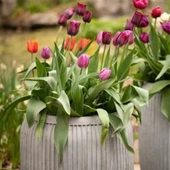 Zinc Dolly Tub Planter -KANG Plants Shop pr2000028721 card7 lg