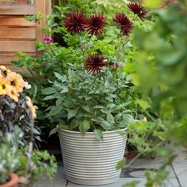 Ribbed Zinc Planter 4 Ribbed Zinc Planter - Image 2