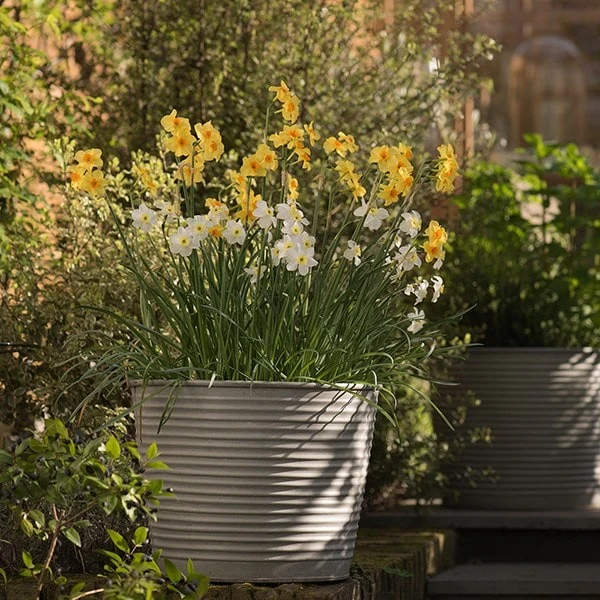 Ribbed Zinc Planter 5 Ribbed Zinc Planter - Image 3