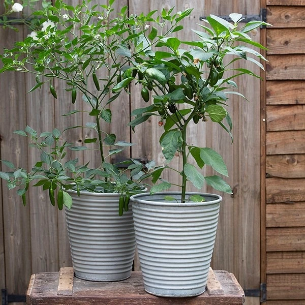 Ribbed Zinc Planter 11 Ribbed Zinc Planter - Image 9