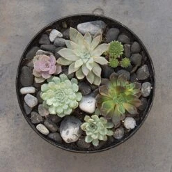 Rough Cast Aluminium Bowl - Charcoal Black 17 Rough Cast Aluminium Bowl - Charcoal Black -KANG Plants Shop pr2000028887 card6 lg