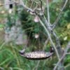 Hanging Bird Bath With Birds -KANG Plants Shop pr2000028913