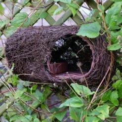 Brushwood Robin Nester -KANG Plants Shop pr2000029694 card3 lg