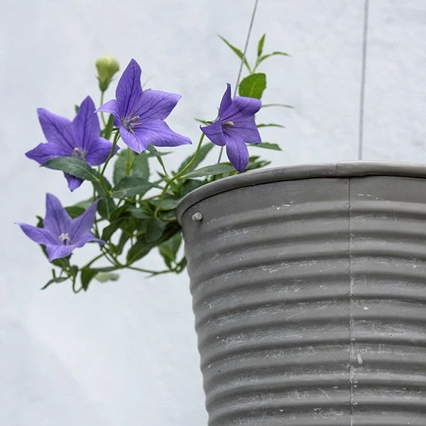 Hanging Aged Ribbed Planter 5 Hanging Aged Ribbed Planter - Image 3