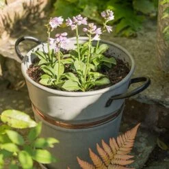 Planter With Copper Belt And Tray 9 Planter With Copper Belt And Tray -KANG Plants Shop pr2000031454 card3 lg