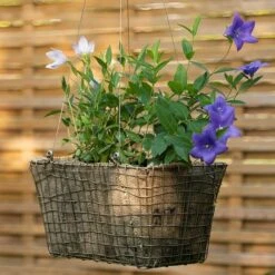 Rectangular Net Hanging Basket 19 Rectangular Net Hanging Basket -KANG Plants Shop pr2000031461 card9 lg