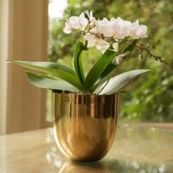 Polished Brass Pot Cover -KANG Plants Shop pr2000031483 card2 lg