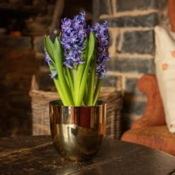 Polished Brass Pot Cover -KANG Plants Shop pr2000031483 card3 lg