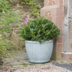 Zinc Dolly Pot 11 Zinc Dolly Pot -KANG Plants Shop pr2000031492 card2 lg