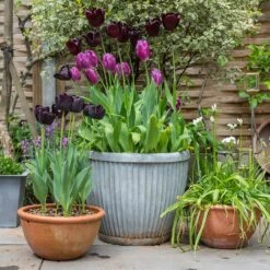 Zinc Dolly Pot 14 Zinc Dolly Pot -KANG Plants Shop pr2000031492 card5 lg