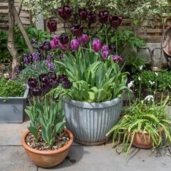 Zinc Dolly Pot 16 Zinc Dolly Pot -KANG Plants Shop pr2000031492 card7 lg