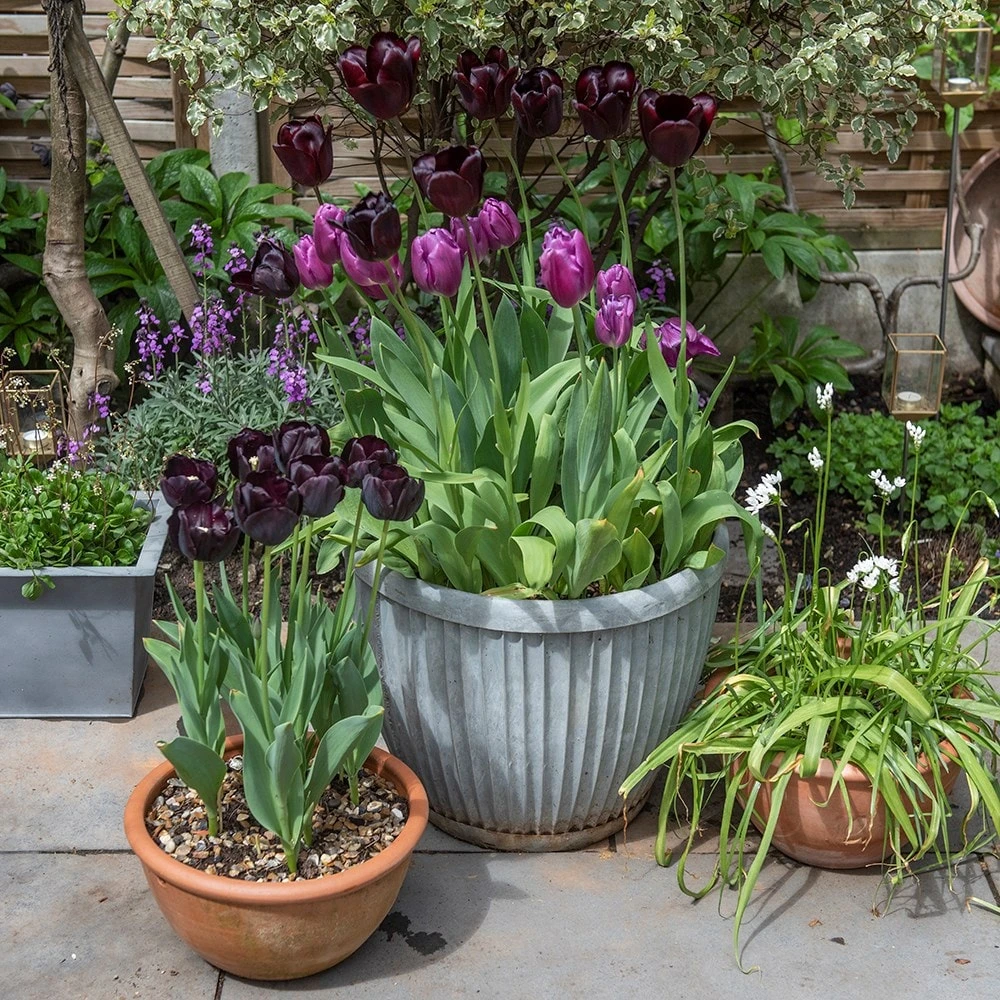 Zinc Dolly Pot 9 Zinc Dolly Pot - Image 7