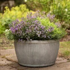 Zinc Dolly Bowl 11 Zinc Dolly Bowl -KANG Plants Shop pr2000031493 card5 lg
