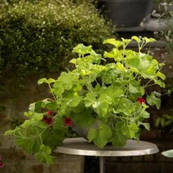 Sphere Plant Bowl 14 Sphere Plant Bowl -KANG Plants Shop pr2000031495 card5 lg