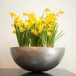 Sphere Plant Bowl 15 Sphere Plant Bowl -KANG Plants Shop pr2000031495 card6 lg