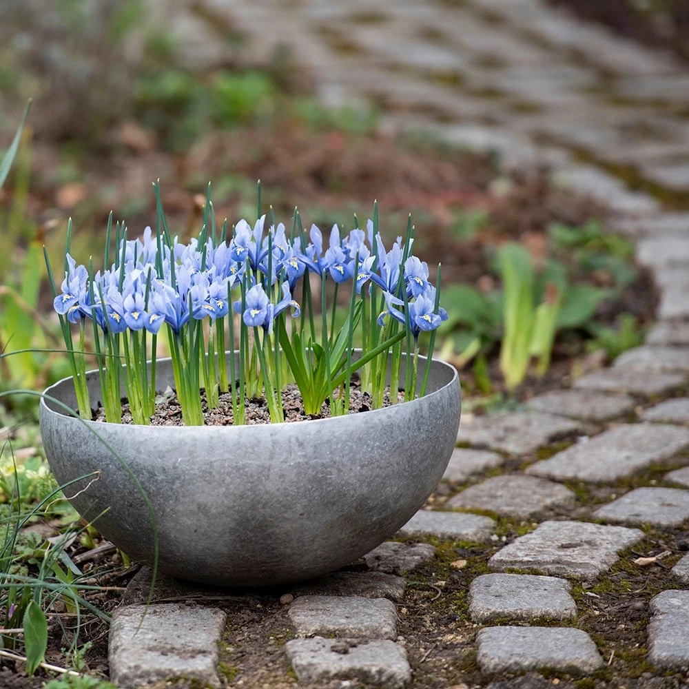 Sphere Plant Bowl 9 Sphere Plant Bowl - Image 7