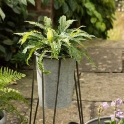 Tall Galvanised Planter With Stand 9 Tall Galvanised Planter With Stand -KANG Plants Shop pr2000031504 card4 lg