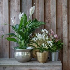 Solid Etched Brass Pot Cover 14 Solid Etched Brass Pot Cover -KANG Plants Shop pr2000031507 card4 lg