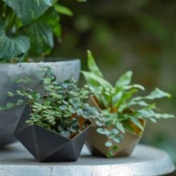 Geo Tealight Holder 21 Geo Tealight Holder -KANG Plants Shop pr2000031511 card10 lg