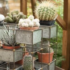 Plant Tower 12 Plant Tower -KANG Plants Shop pr2000033922 card5 lg