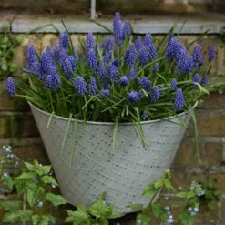 Aged Embossed Wall Planter - Aged Zinc 7 Aged Embossed Wall Planter - Aged Zinc -KANG Plants Shop pr2000033942 card2 lg