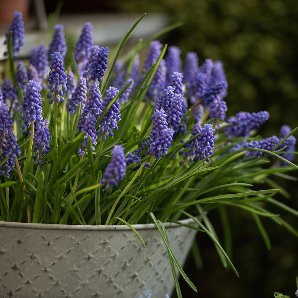 Aged Embossed Wall Planter - Aged Zinc 5 Aged Embossed Wall Planter - Aged Zinc - Image 3