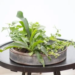 Pot Trays Aged Zinc - Set Of 3 -KANG Plants Shop pr2000033959 card4 lg