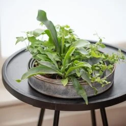 Pot Trays Aged Zinc - Set Of 3 -KANG Plants Shop pr2000033959 card5 lg