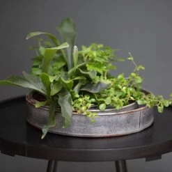 Pot Trays Aged Zinc - Set Of 3 -KANG Plants Shop pr2000033959 card6 lg