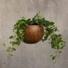 Hanging Gourd Bowl - Dark Rust 2 Hanging Gourd Bowl - Dark Rust -KANG Plants Shop pr2000033961