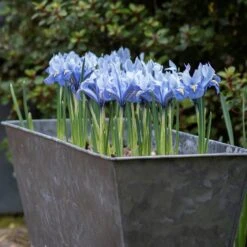 Dark Galvanised Window Trough 15 Dark Galvanised Window Trough -KANG Plants Shop pr2000033966 card7 lg