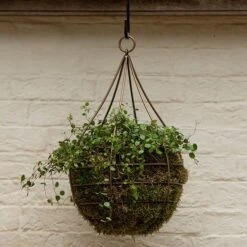 Hanging Tear Drop Basket - Wide -KANG Plants Shop pr2000033989 card4 lg