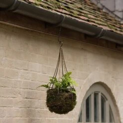 Hanging Tear Drop Basket - Slim 11 Hanging Tear Drop Basket - Slim -KANG Plants Shop pr2000033990 card5 lg